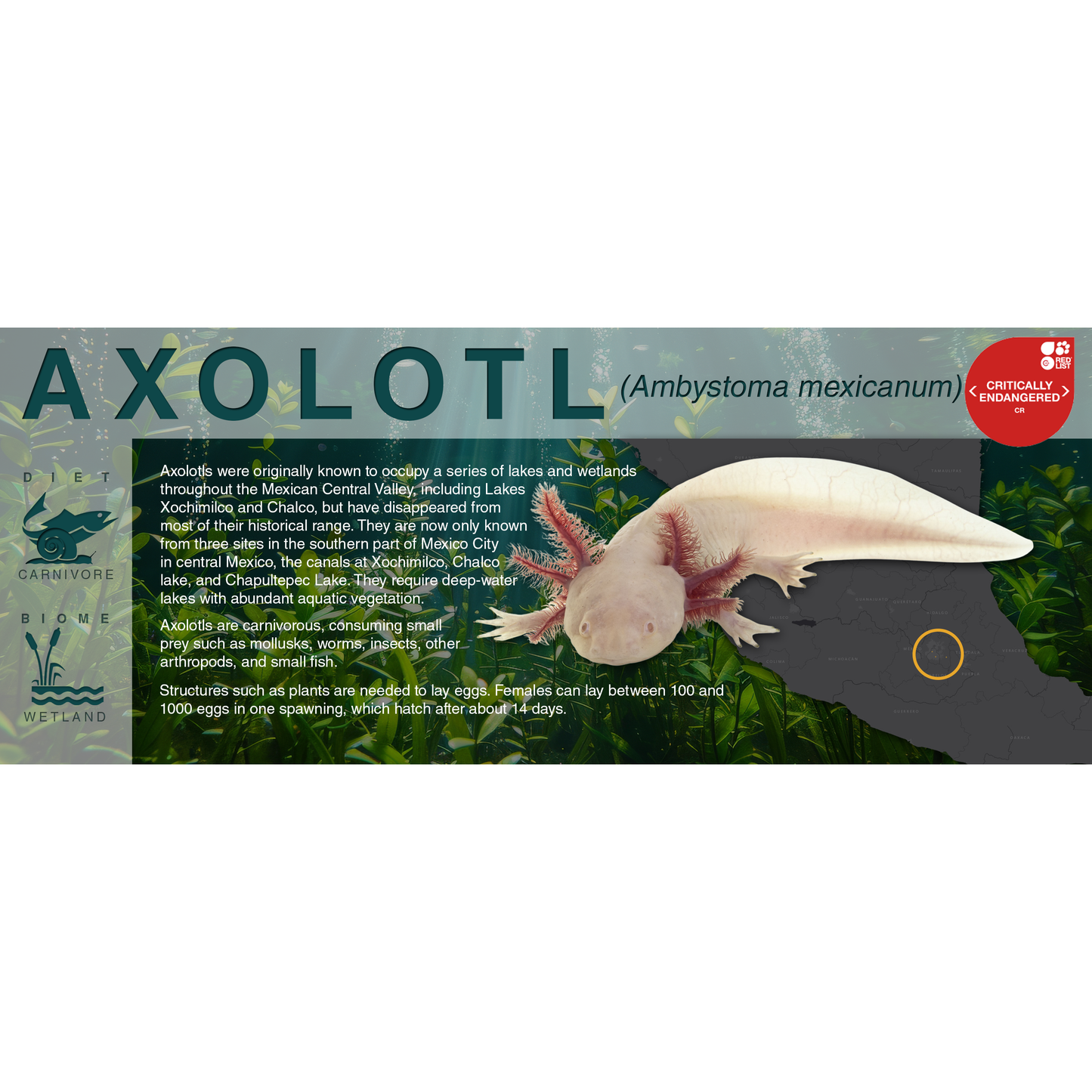 Axolotl (Ambystoma mexicanum) - Black Series Vivarium Label