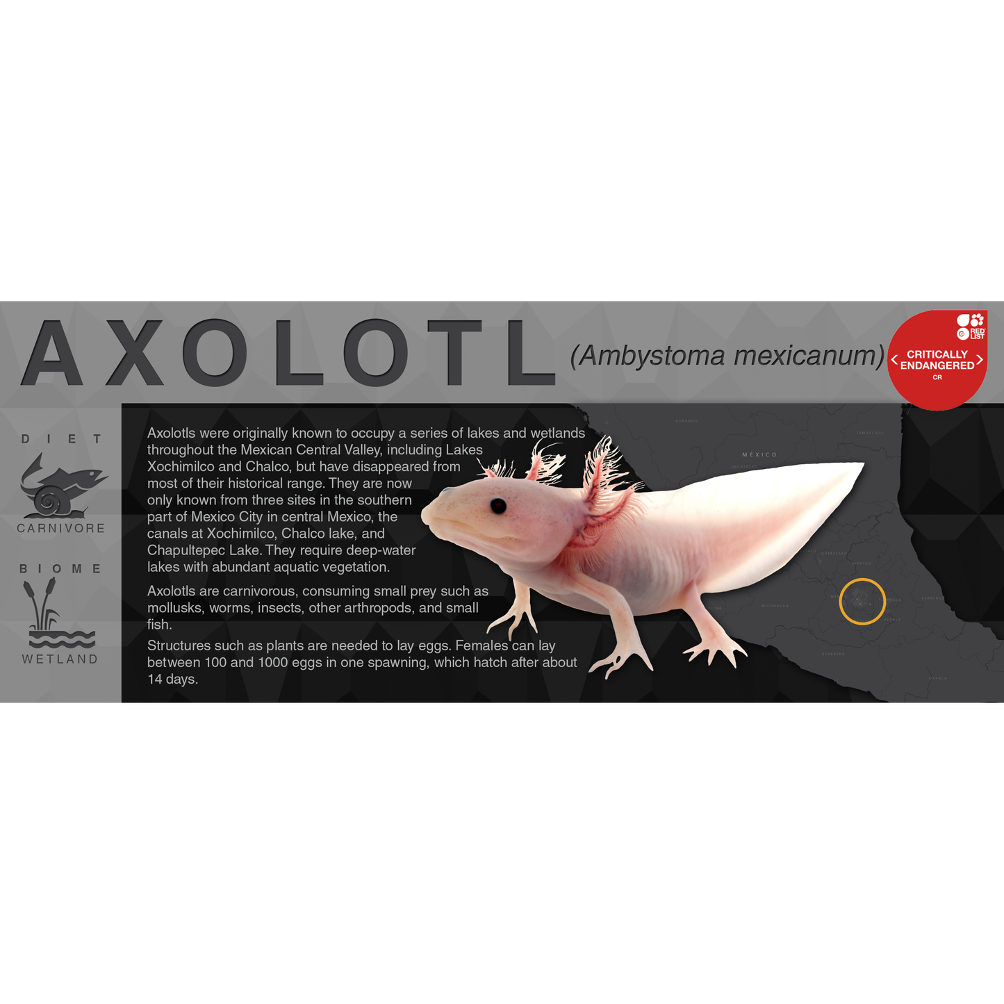 Axolotl (Ambystoma mexicanum) - Black Series Vivarium Label