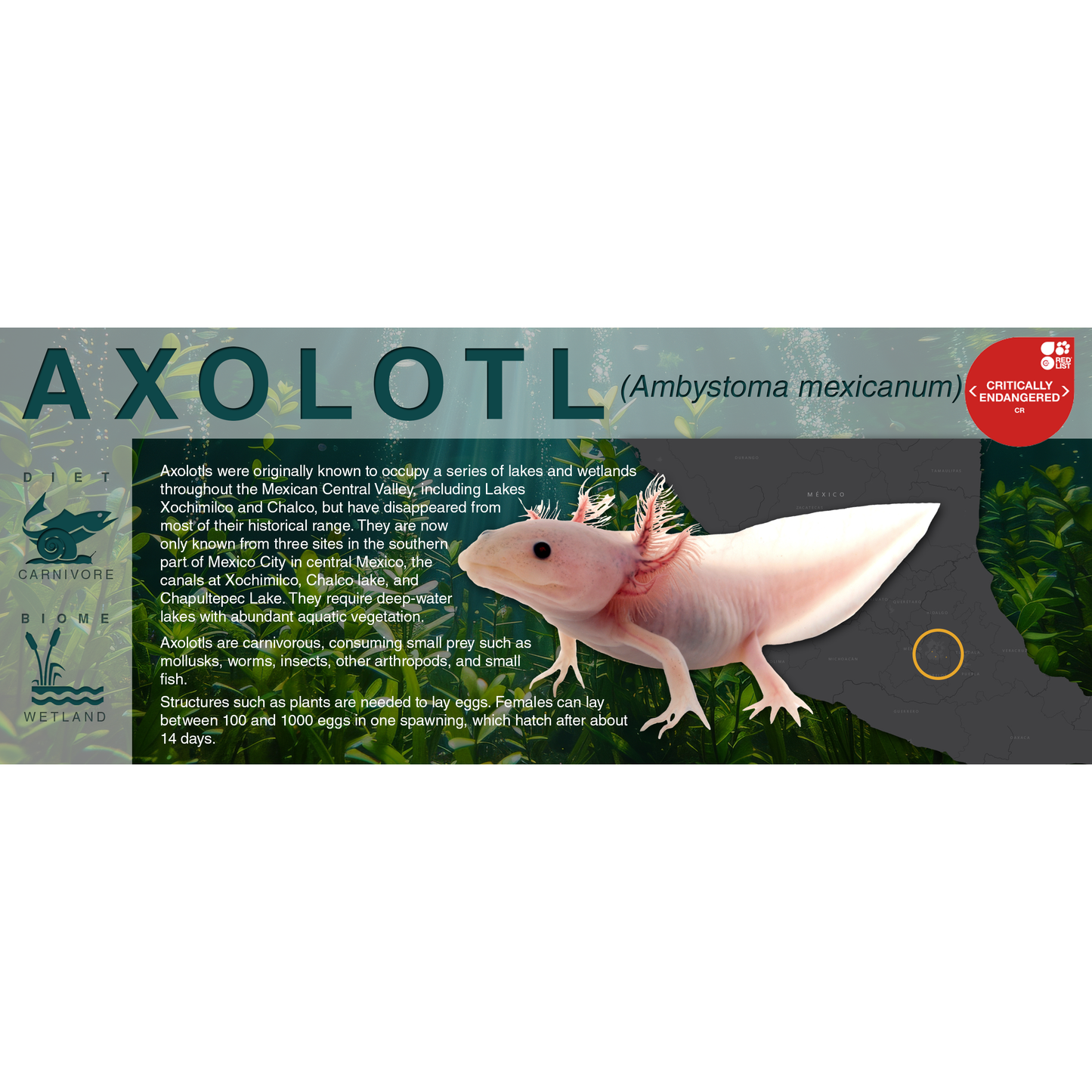 Axolotl (Ambystoma mexicanum) - Black Series Vivarium Label