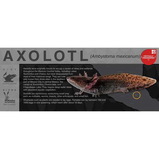 Axolotl (Ambystoma mexicanum) - Black Series Vivarium Label