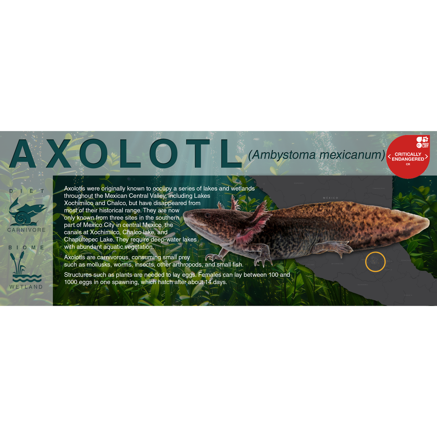 Axolotl (Ambystoma mexicanum) - Black Series Vivarium Label