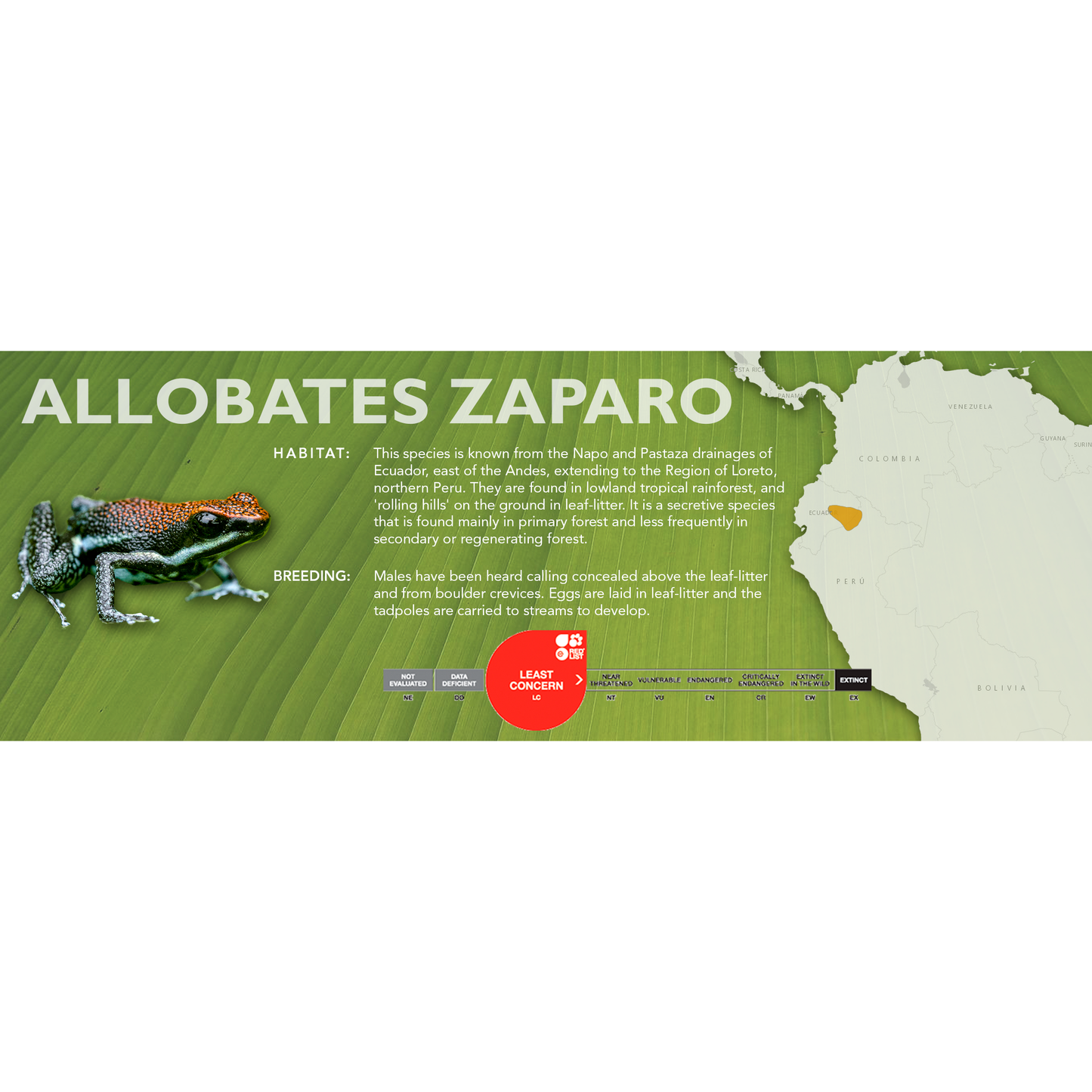 Allobates zaparo - Classic Vivarium Label