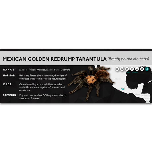Mexican Golden Redrump Tarantula (Brachypelma albiceps) - X Label