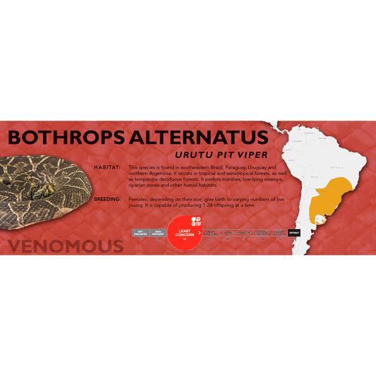 Urutu Pit Viper (Bothrops alternatus) Classic Vivarium Label