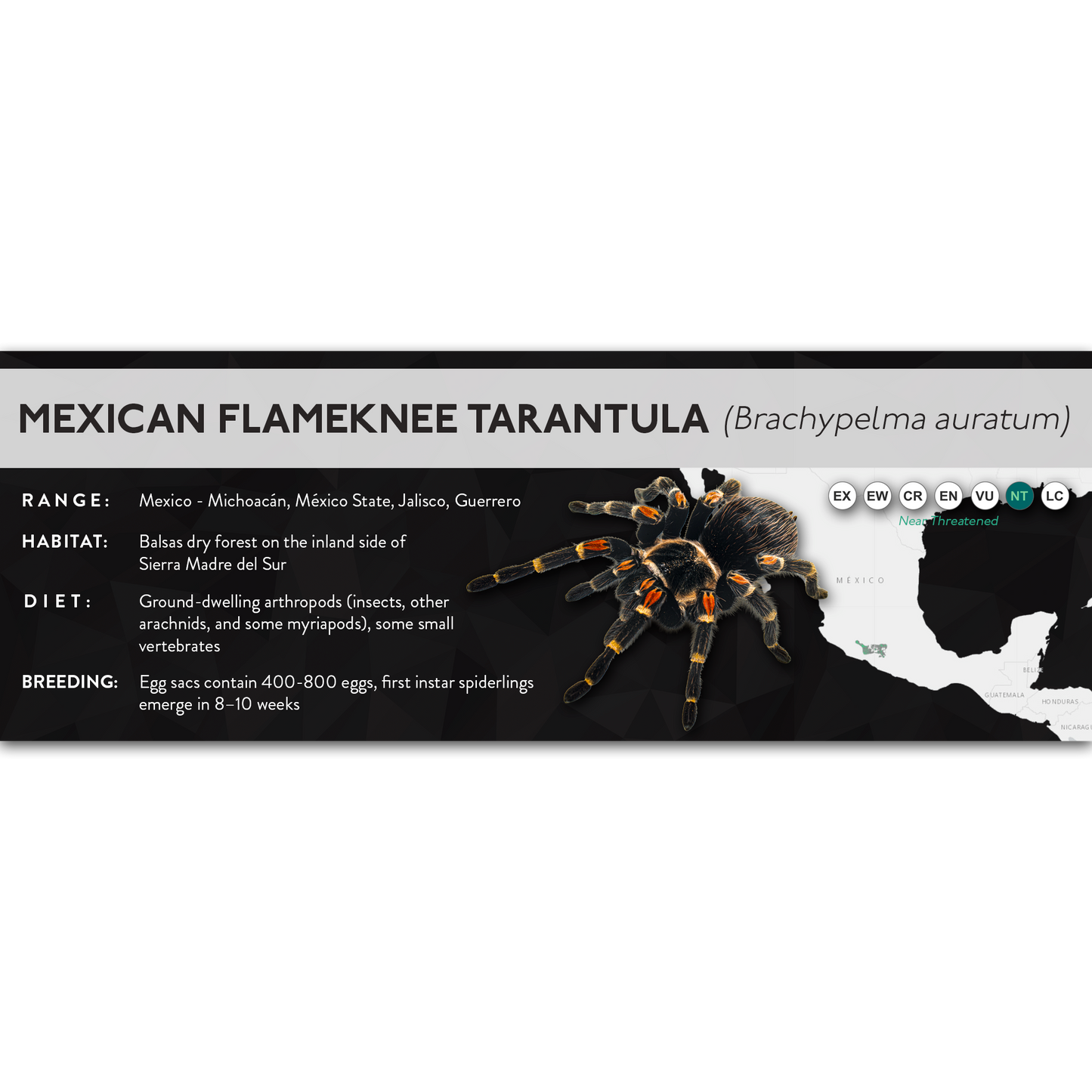 Mexican Flameknee Tarantula (Brachypelma auratum) - X Label