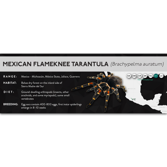 Mexican Flameknee Tarantula (Brachypelma auratum) - X Label