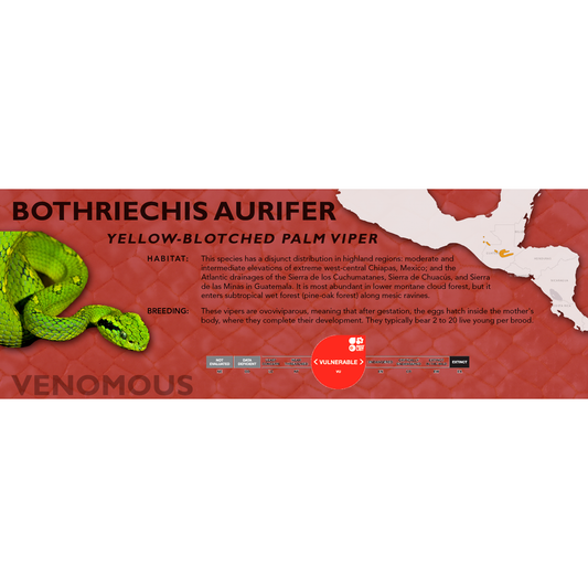 Yellow-Blotched Palm Viper (Bothriechis aurifer) Classic Vivarium Label