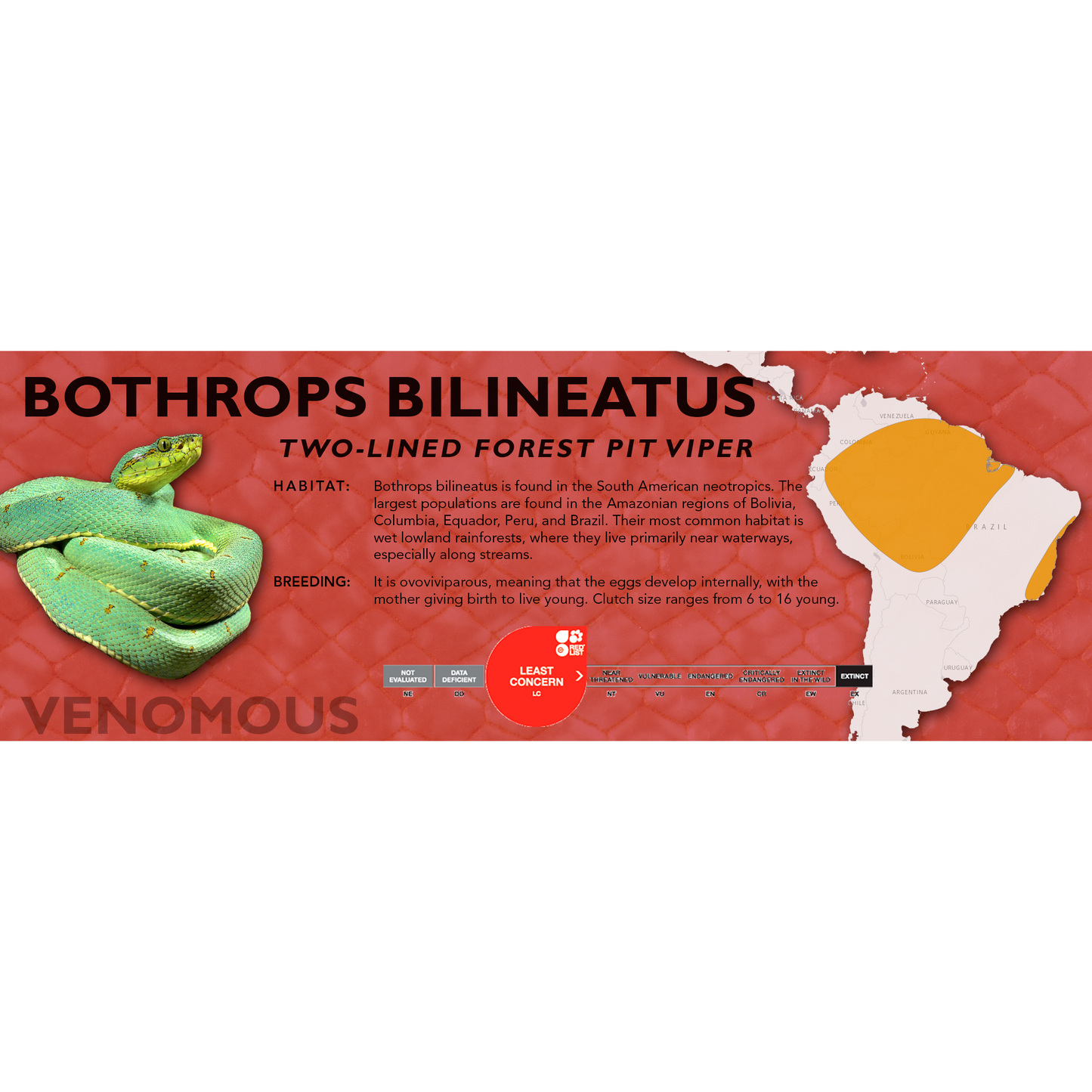 Two-lined Forest Pit Viper (Bothrops bilineatus) Standard Vivarium Label