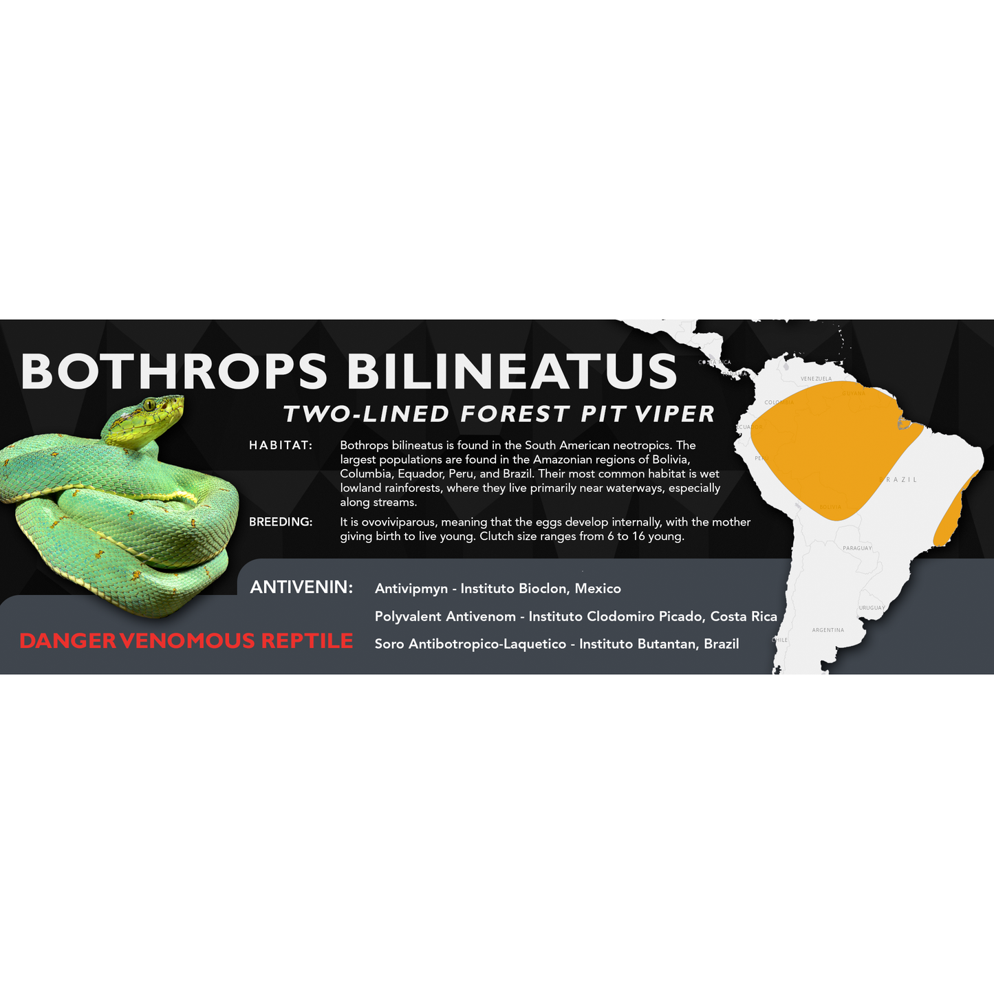 Two-lined Forest Pit Viper (Bothrops bilineatus) Standard Vivarium Label