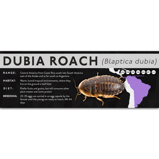 Dubia Roach (Blaptica dubia) - X Label