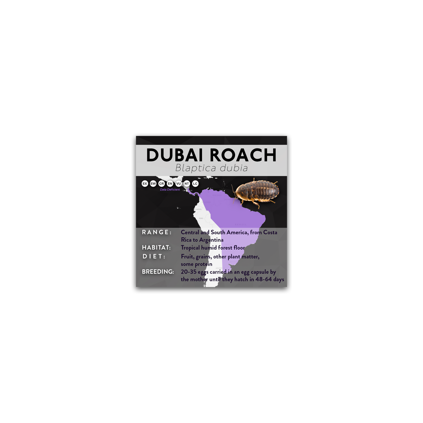 Dubia Roach (Blaptica dubia) - X Label