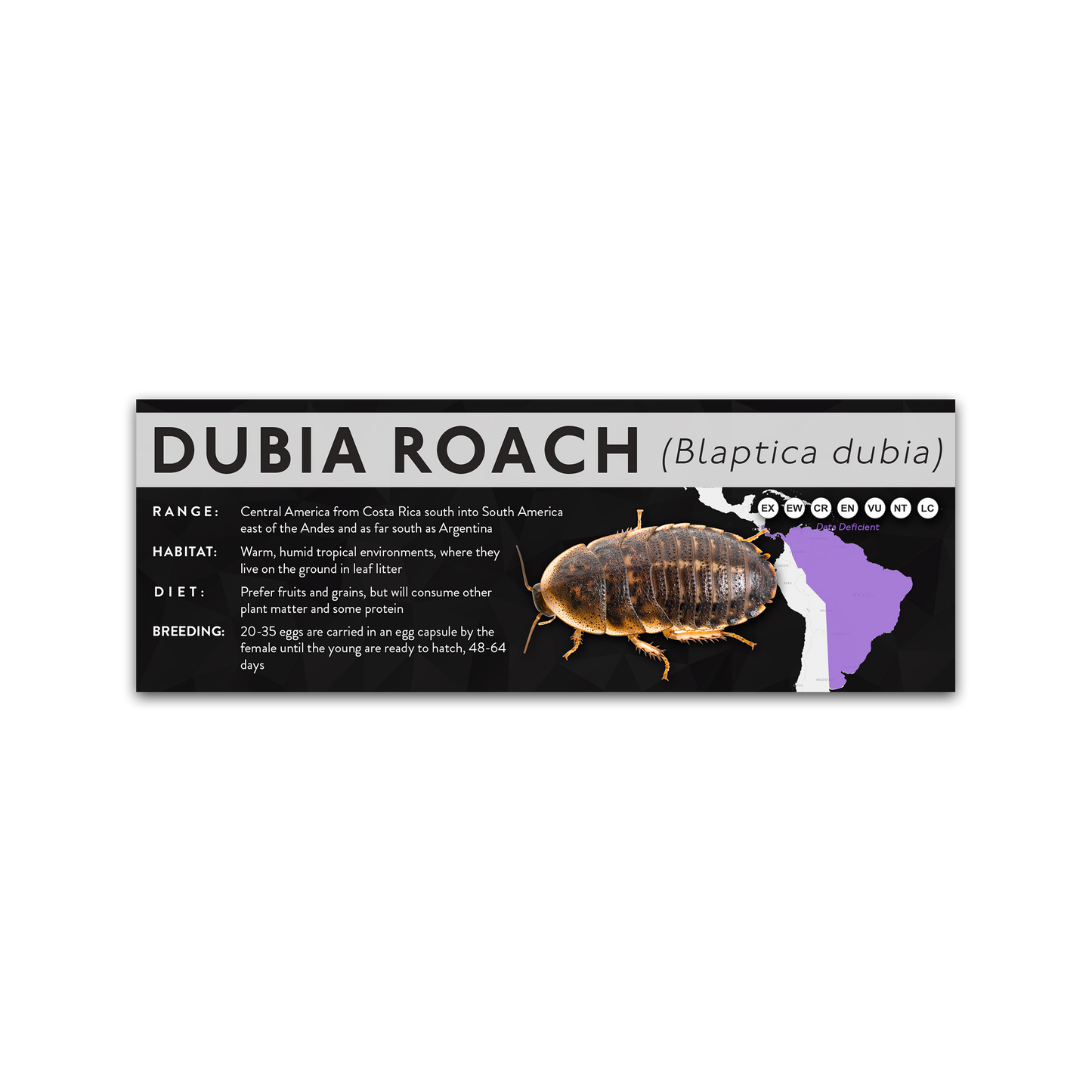 Dubia Roach (Blaptica dubia) - X Label