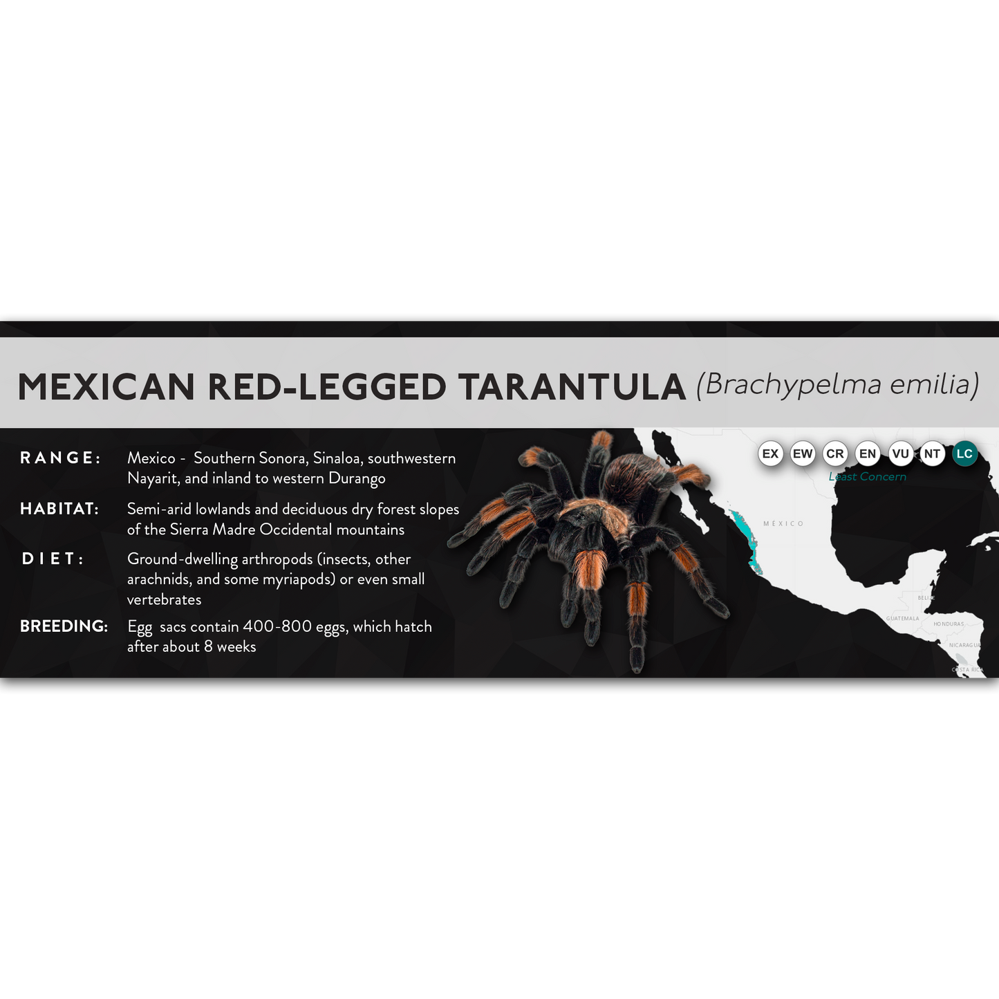 Mexican Red-Legged Tarantula (Brachypelma emilia) - X Label