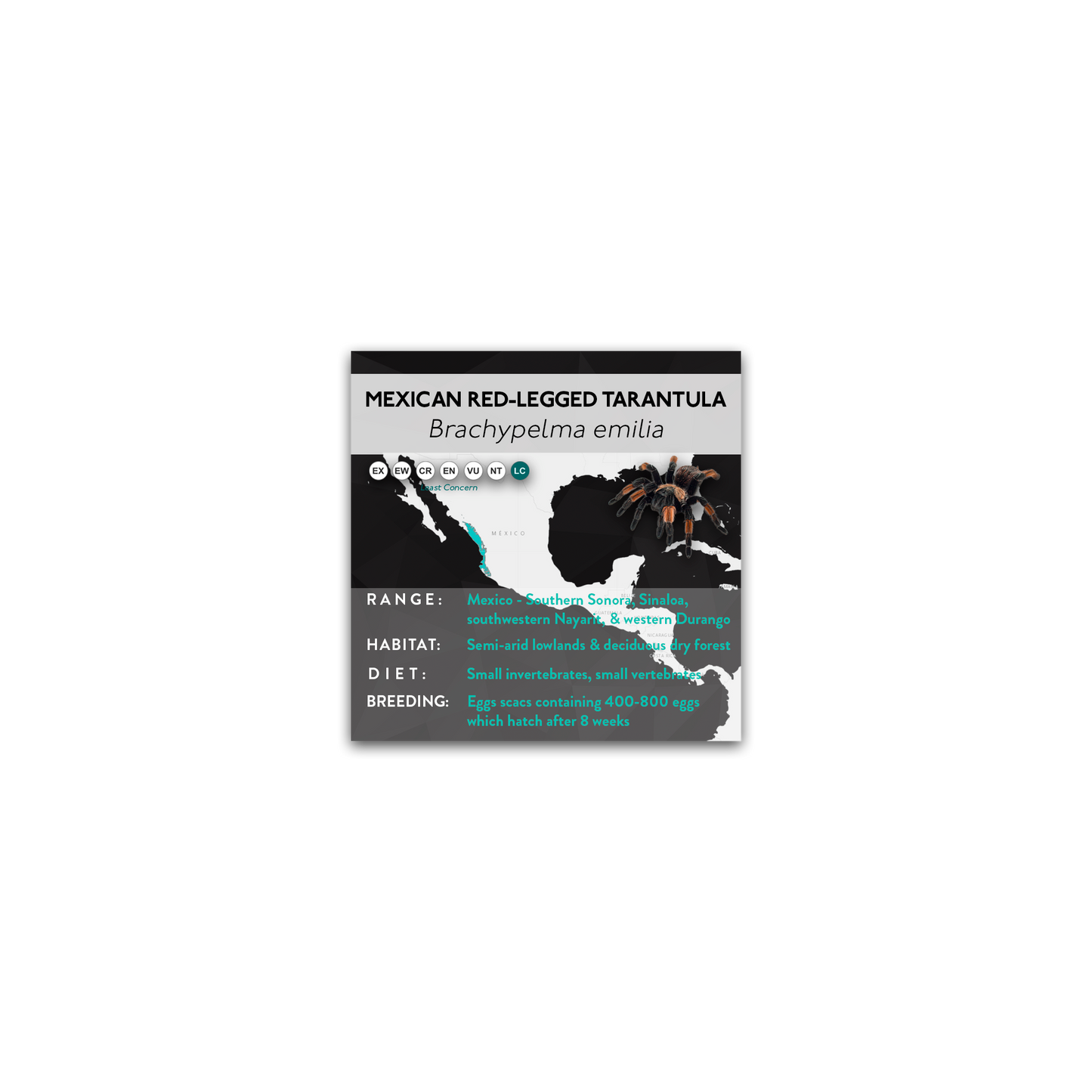 Mexican Red-Legged Tarantula (Brachypelma emilia) - X Label