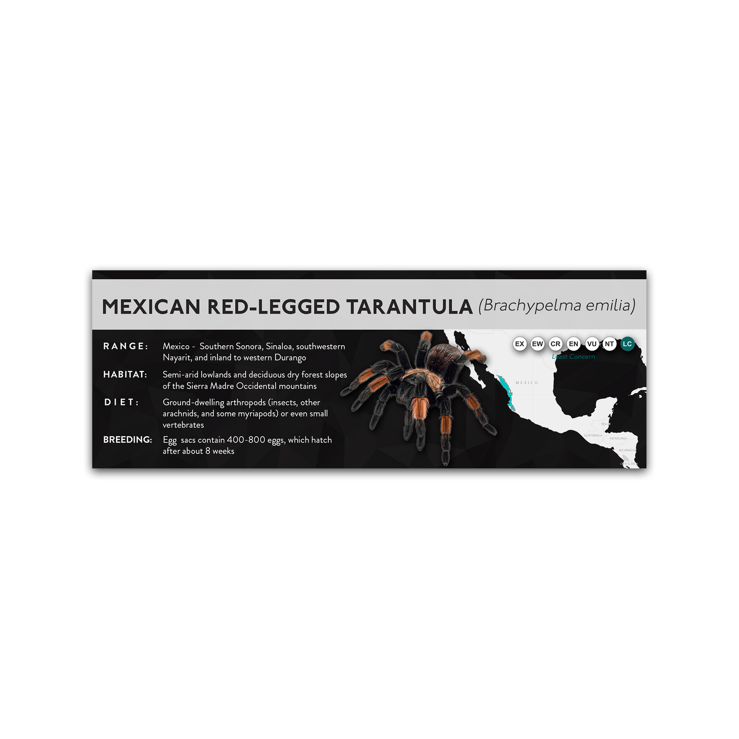 Mexican Red-Legged Tarantula (Brachypelma emilia) - X Label