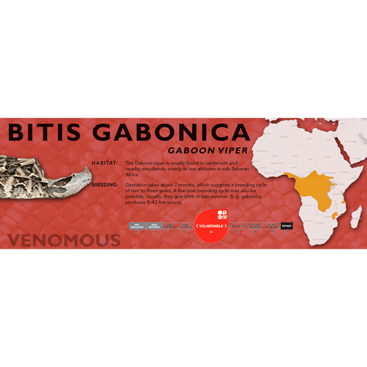 Gaboon Viper (Bitis gabonica) Standard Vivarium Label