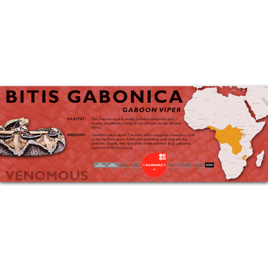 Gaboon Viper (Bitis gabonica) Classic Vivarium Label