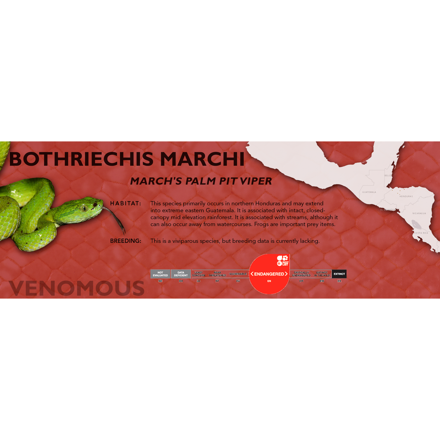 March's Palm Pit Viper (Bothriechis marchi) Standard Vivarium Label