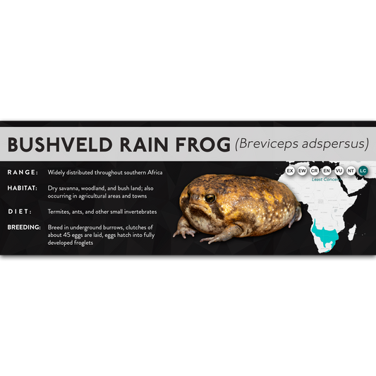Bushveld Rain Frog (Breviceps adspersus) - X Label