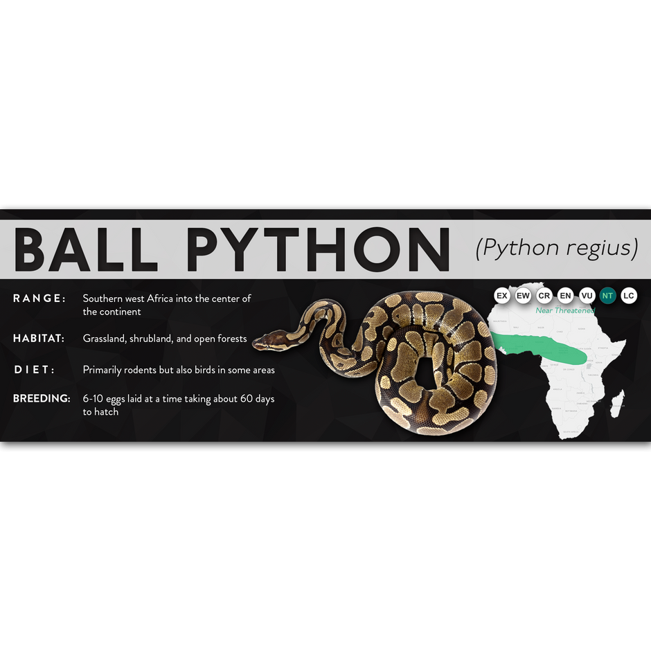 X Labels - Pythons – Cloud Forest Design