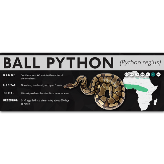 Ball Python (Python regius) - X Label