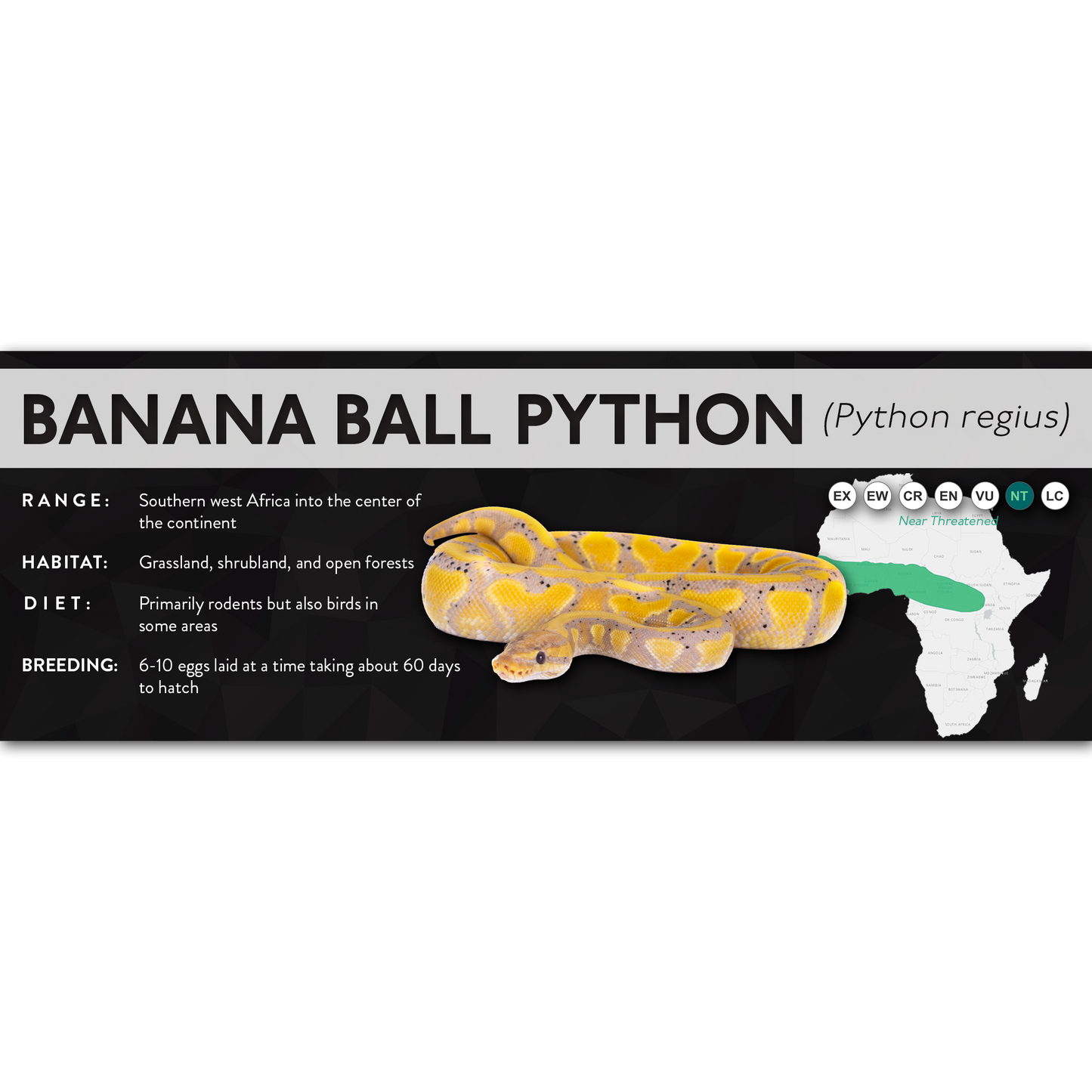 Ball Python (Python regius) - X Label