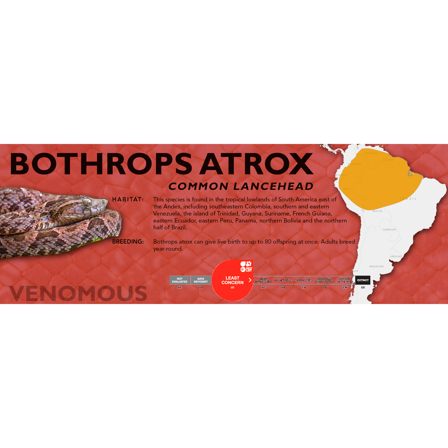 Common Lancehead (Bothrops atrox) Standard Vivarium Label