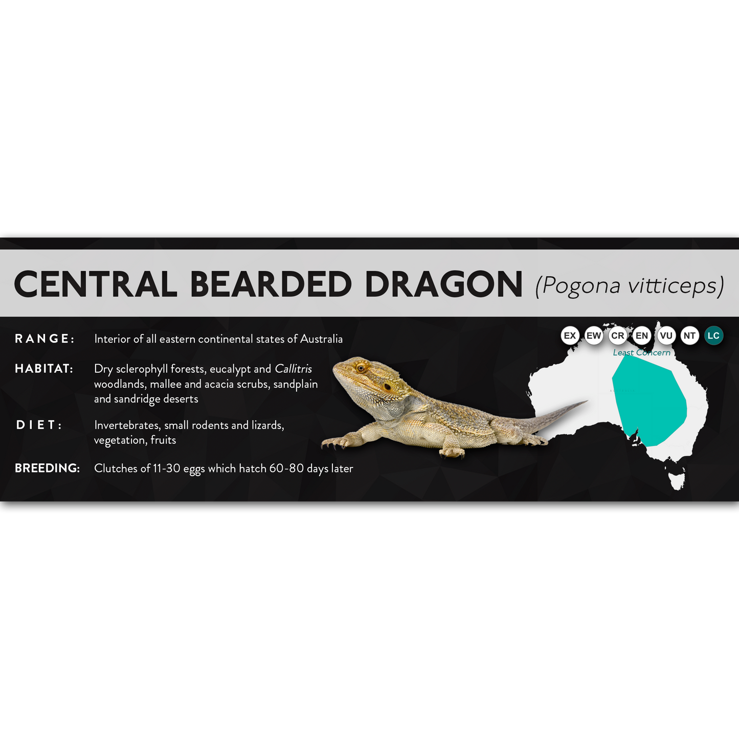 Central Bearded Dragon (Pogona vitticeps) - X Label