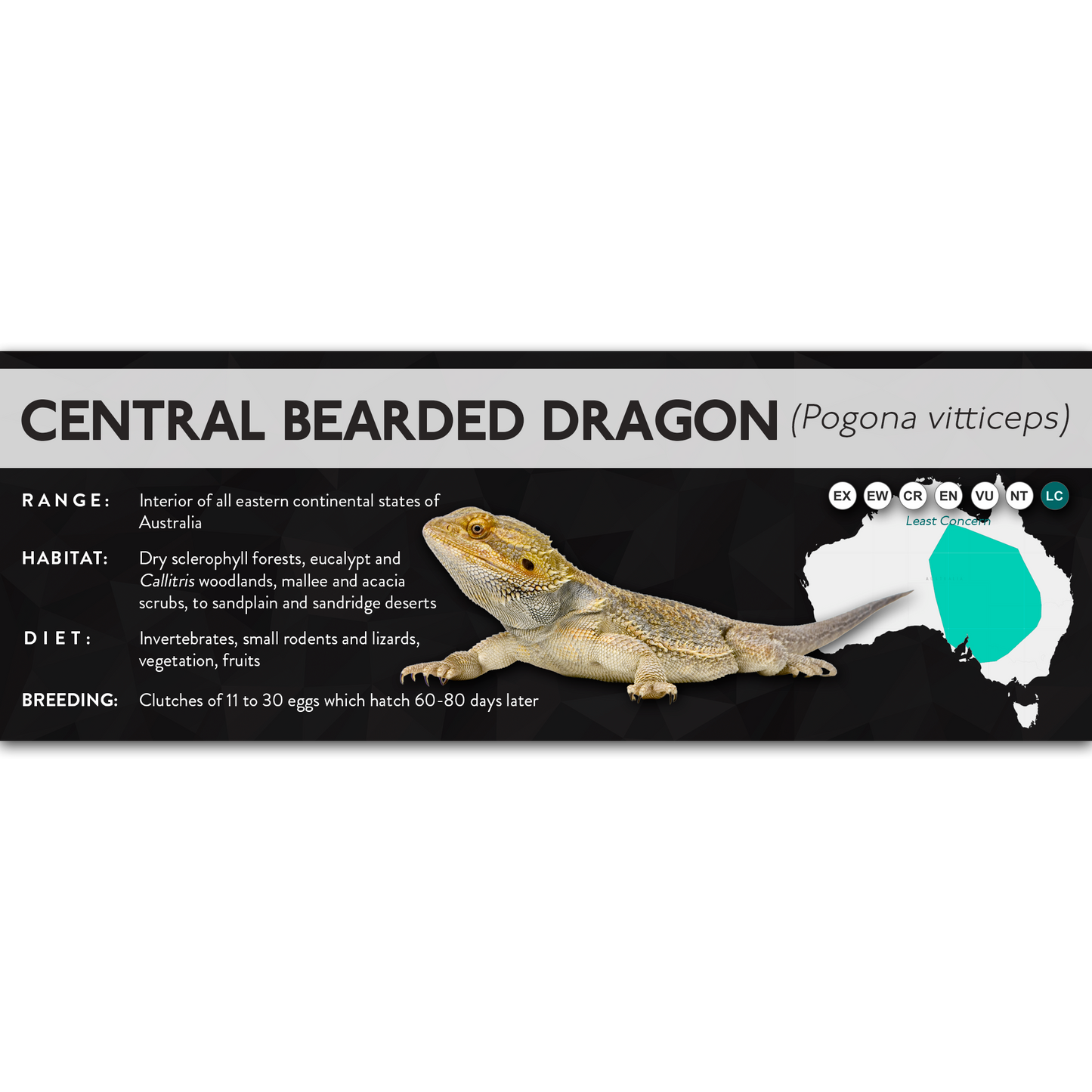 Central Bearded Dragon (Pogona vitticeps) - X Label
