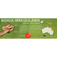 Load image into Gallery viewer, Brown Tree Snake (Boiga irregularis) Standard Vivarium Label
