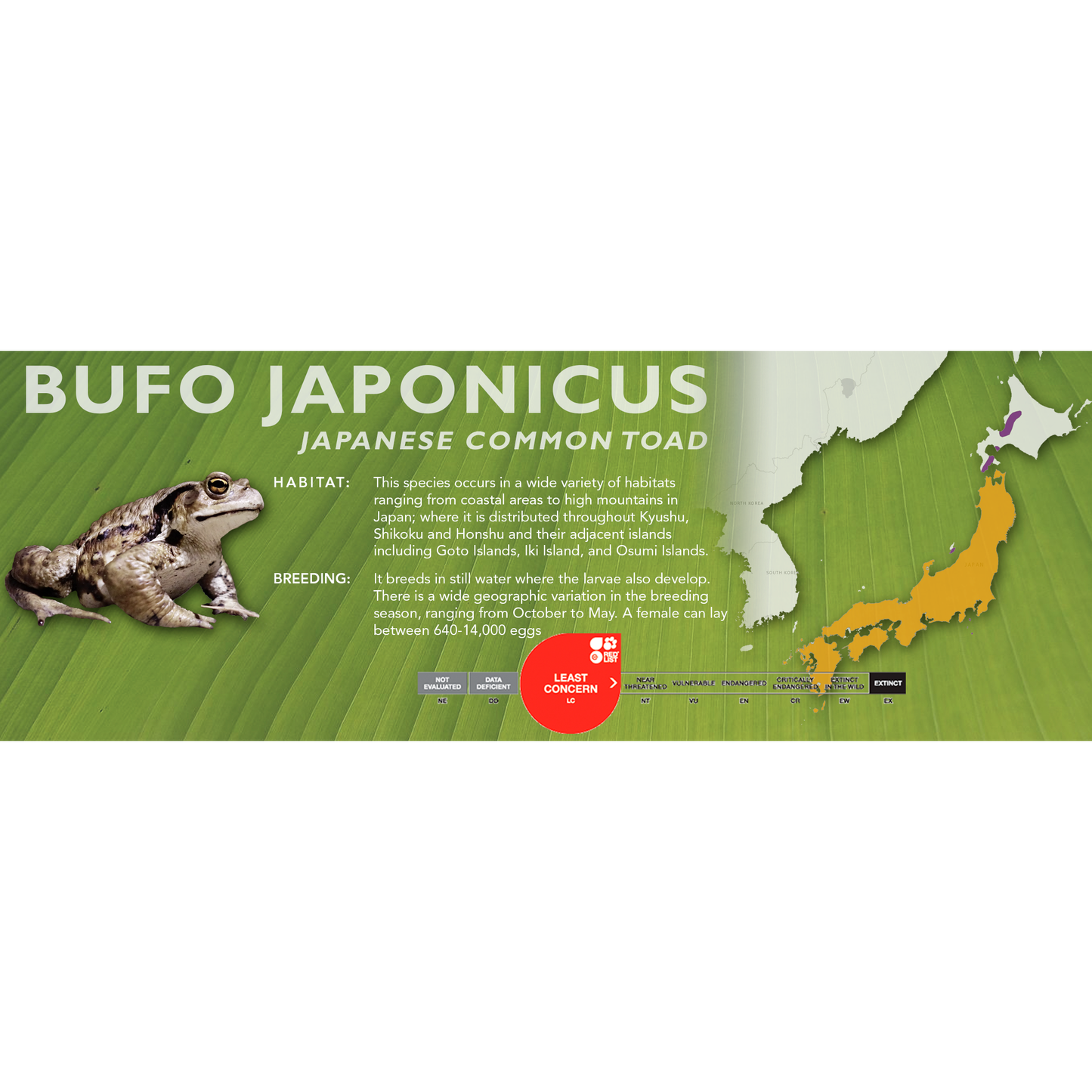 Japanese Common Toad (Bufo japonicus) - Standard Vivarium Label