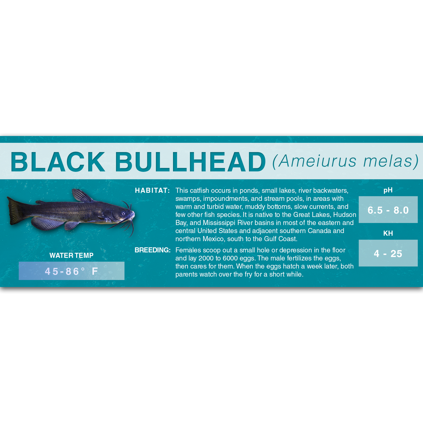 Black Bullhead (Ameiurus melas) - Classic Aquarium Label