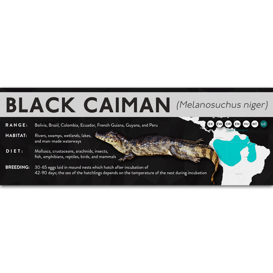Black Caiman (Melanosuchus niger) - X Label