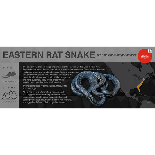 Eastern Rat Snake (Pantherophis alleghaniensis) - Black Series Vivarium Label