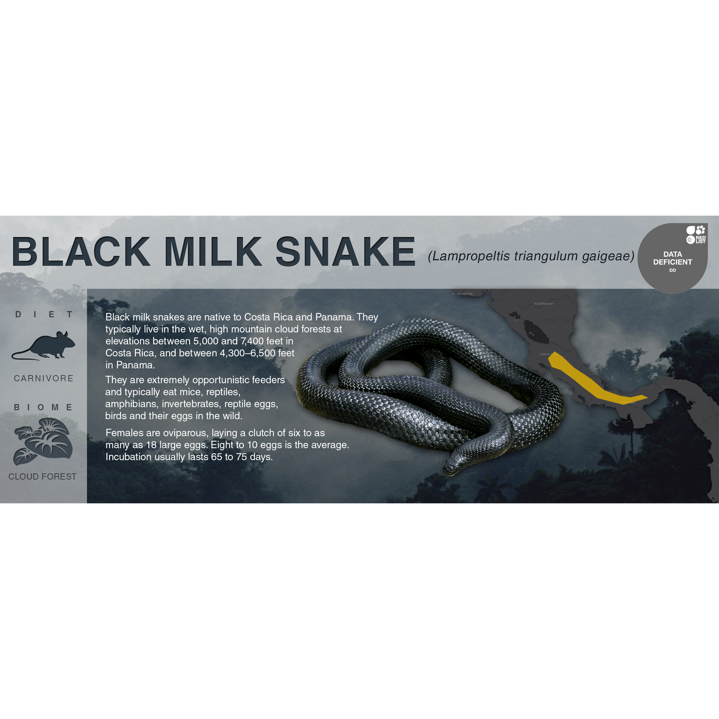 Black Milk Snake (Lampropeltis triangulum gaigeae) - Black Series Vivarium Label