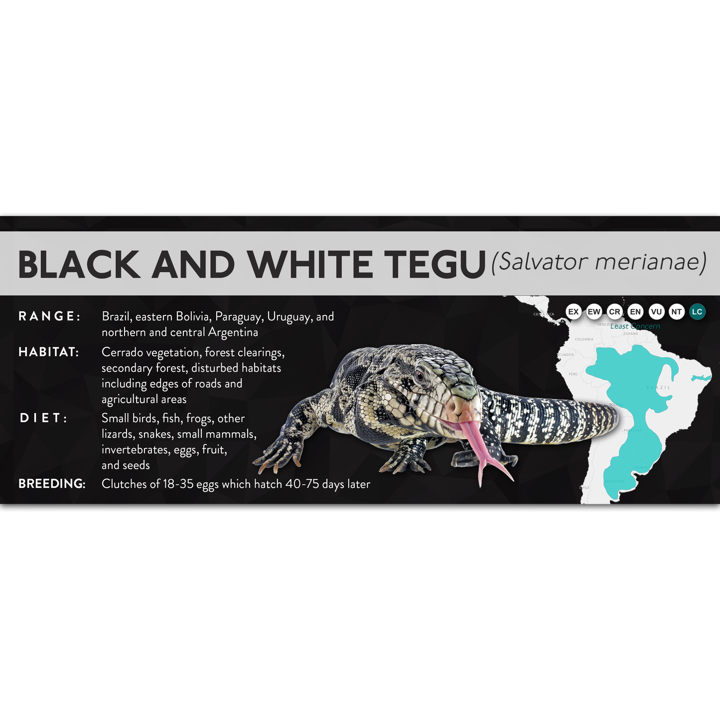 Black and White Tegu (Salvator merianae) - X Label