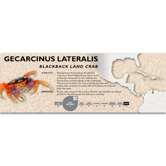 Blackback Land Crab (Gecarcinus lateralis) Classic Vivarium Label