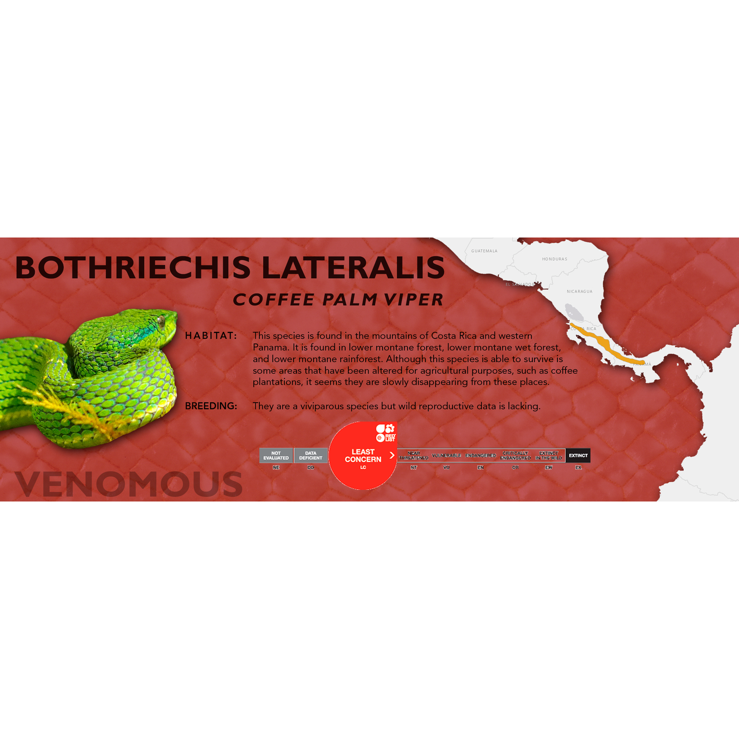 Coffee Palm Viper (Bothriechis lateralis) Classic Vivarium Label