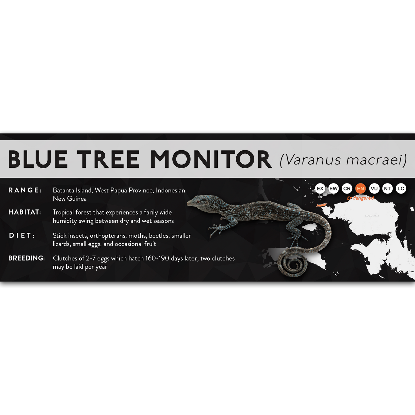 Blue Tree Monitor (Varanus macraei) - X Label