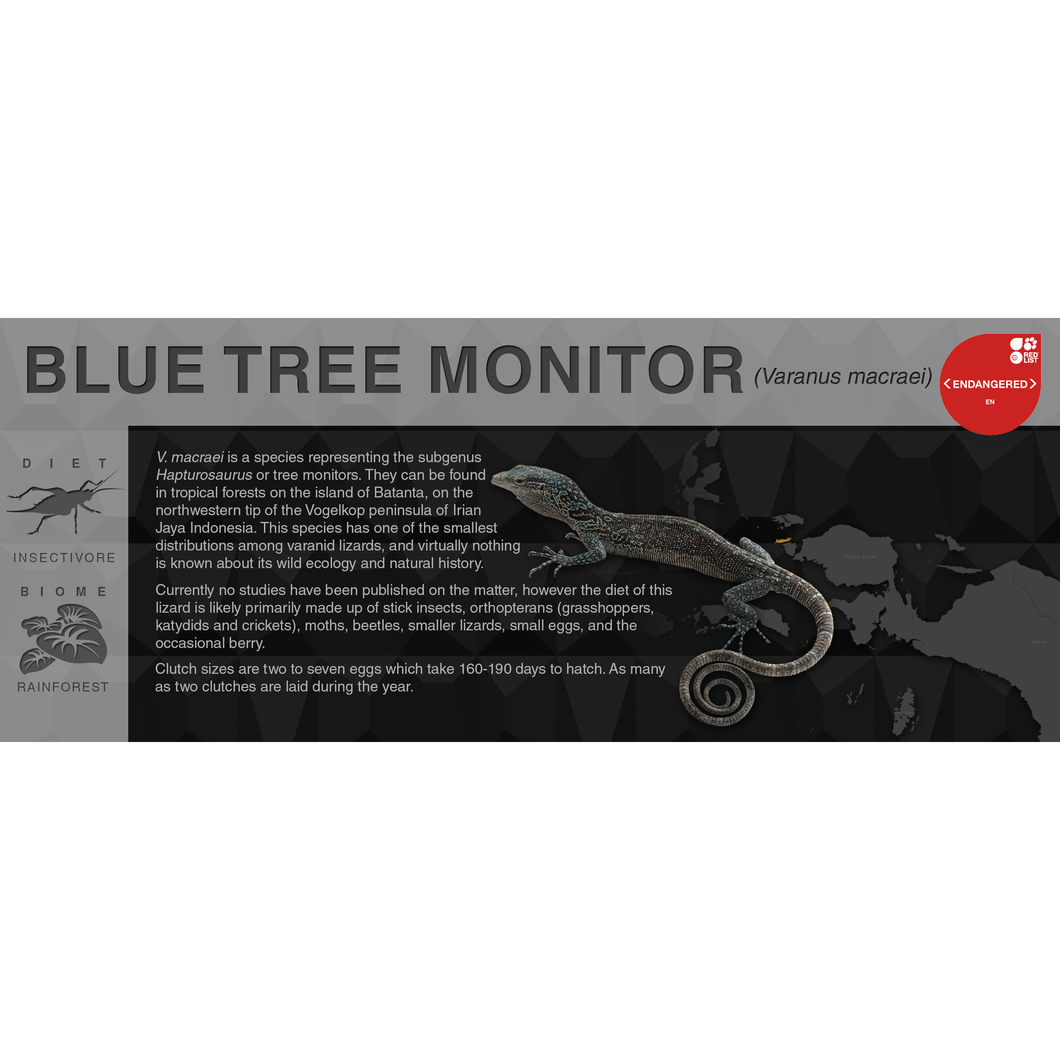 Blue Tree Monitor (Varanus macraei) - Black Series Vivarium Label