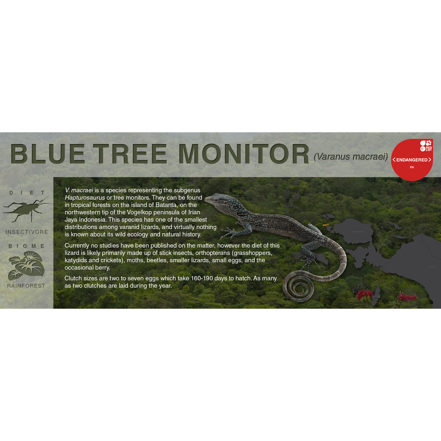 Blue Tree Monitor (Varanus macraei) - Black Series Vivarium Label