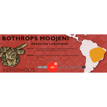 Load image into Gallery viewer, Brazilian Lancehead (Bothrops moojeni) Standard Vivarium Label