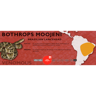 Brazilian Lancehead (Bothrops moojeni) Standard Vivarium Label