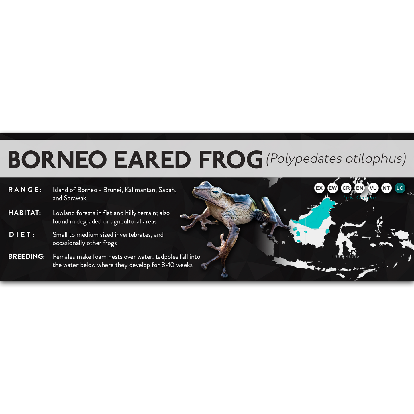 Borneo Eared Frog (Polypedates otilophus) - X Label