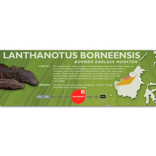 Borneo Earless Monitor (Lanthanotus borneensis) Classic Vivarium Label