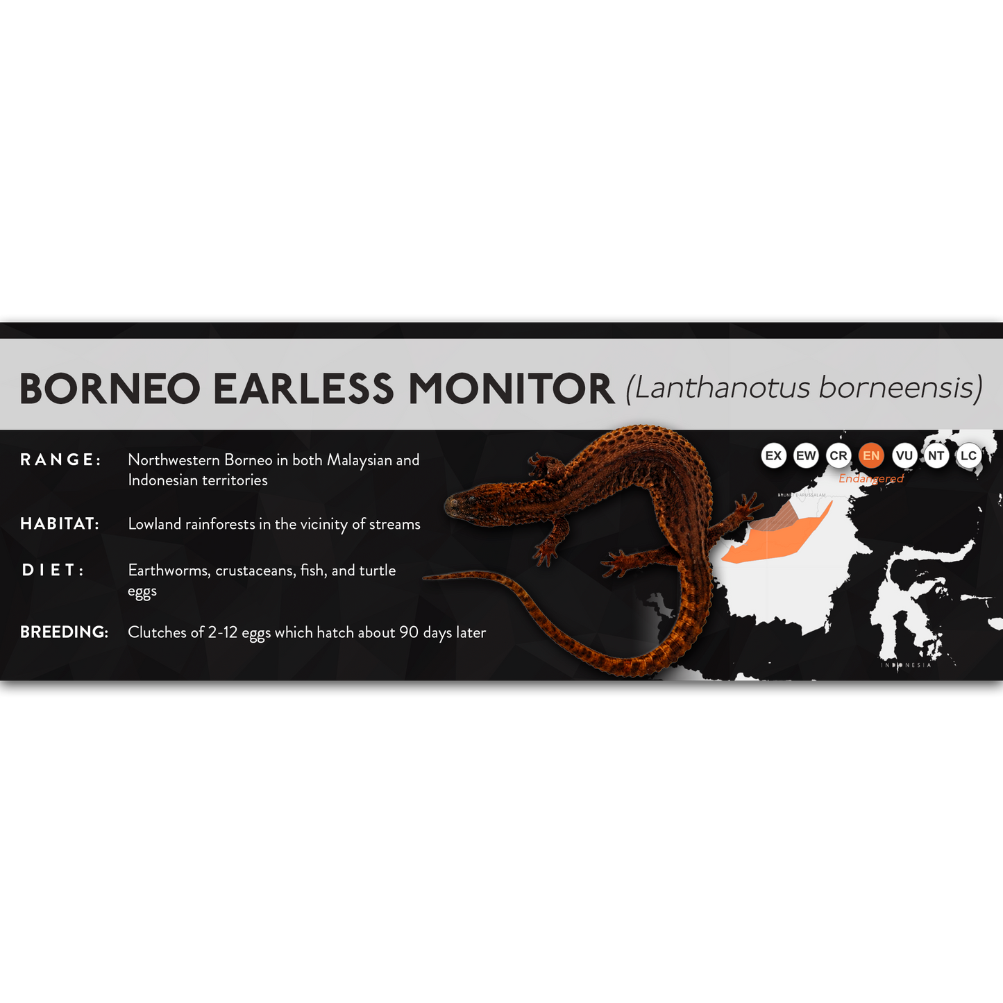 Borneo Earless Monitor (Lanthanotus borneensis) - X Label