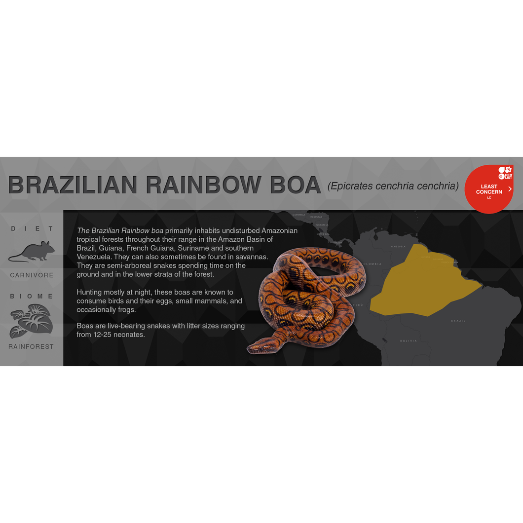 Brazilian Rainbow Boa (Epicrates cenchria cenchria) - Black Series Vivarium Label