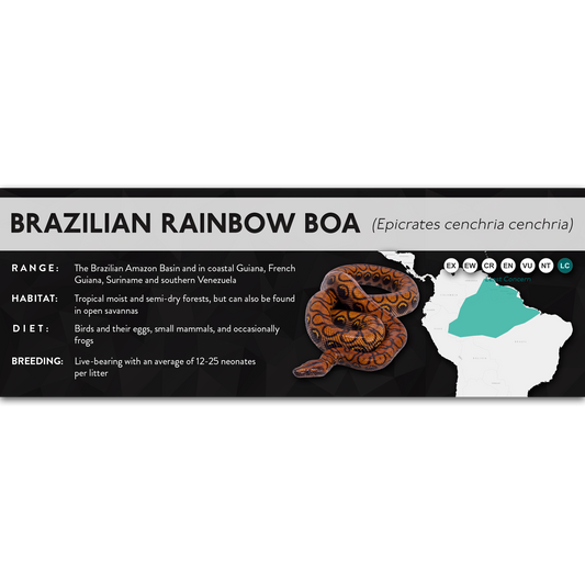 Brazilian Rainbow Boa (Epicrates cenchria cenchria) - X Label