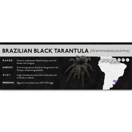 Brazilian Black Tarantula (Grammostola pulchra) - X Label