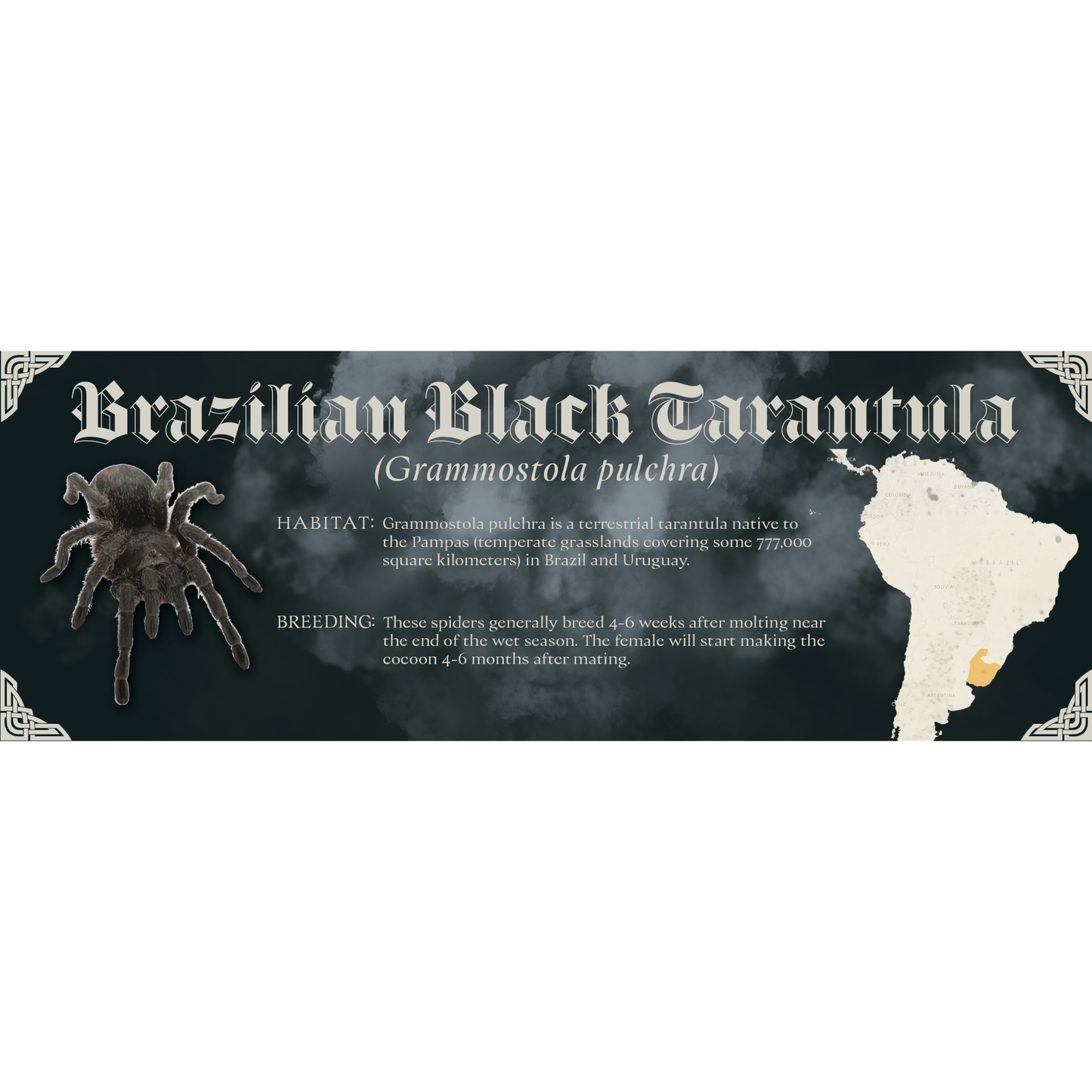 The Dark Mark - Gothic Style Special Edition Halloween Vivarium Label